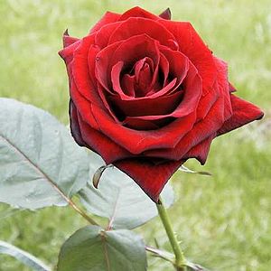 baccara_rose