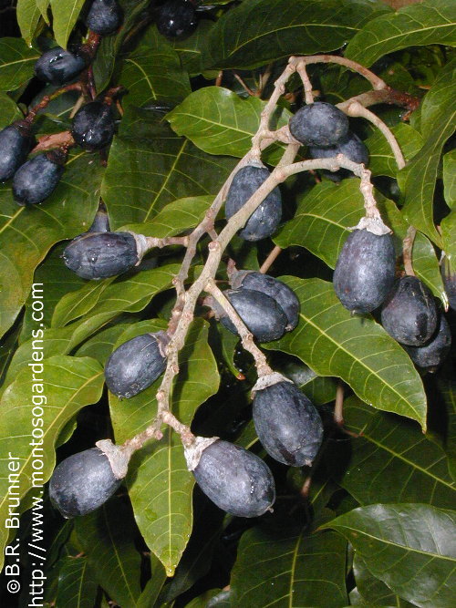 canarium_ovatum_pili_small